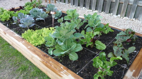 Plant In a Grid for Square-Foot Gardening